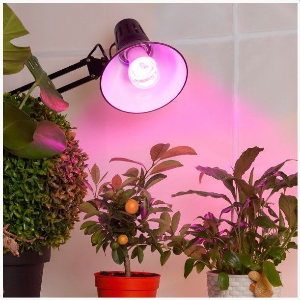 Immagine prodotto Visional LED E27 15W priekš augiem / Fito spuldze (LED, 240 V)