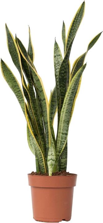 Produktbild Plant in a Box Sansevieria trifasciata Laurentii - Bogenhanf (65 cm)