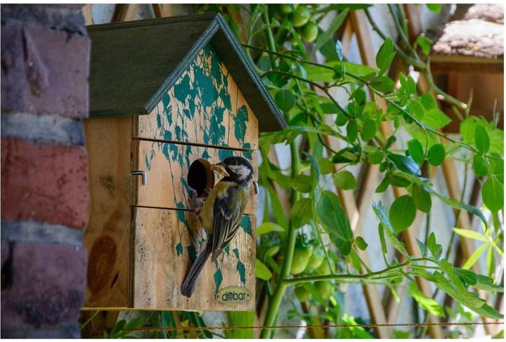 Produktbild Dobar Birke