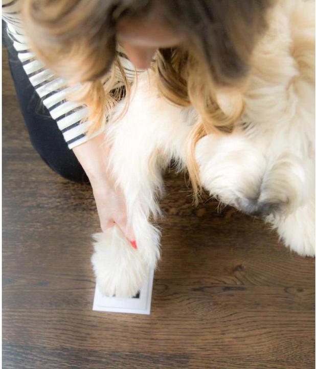 Image du produit Pearhead Tampons encreurs