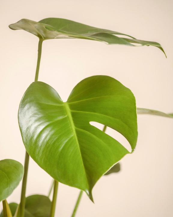 Produktbild feey Schweizer Monstera (40 cm)