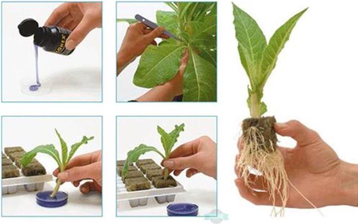 Immagine prodotto Growth Technology Clonex Mist 750ml (3 l)