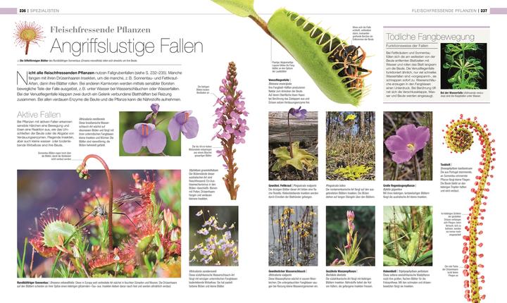 Actual product image DK Bibliothek. Pflanzen & Pilze (German, Andreas Held, Dr Chris Clennett, Dr Sarah Jose, John Farndon, Lynne Boddy, Tim Harris, 2025)