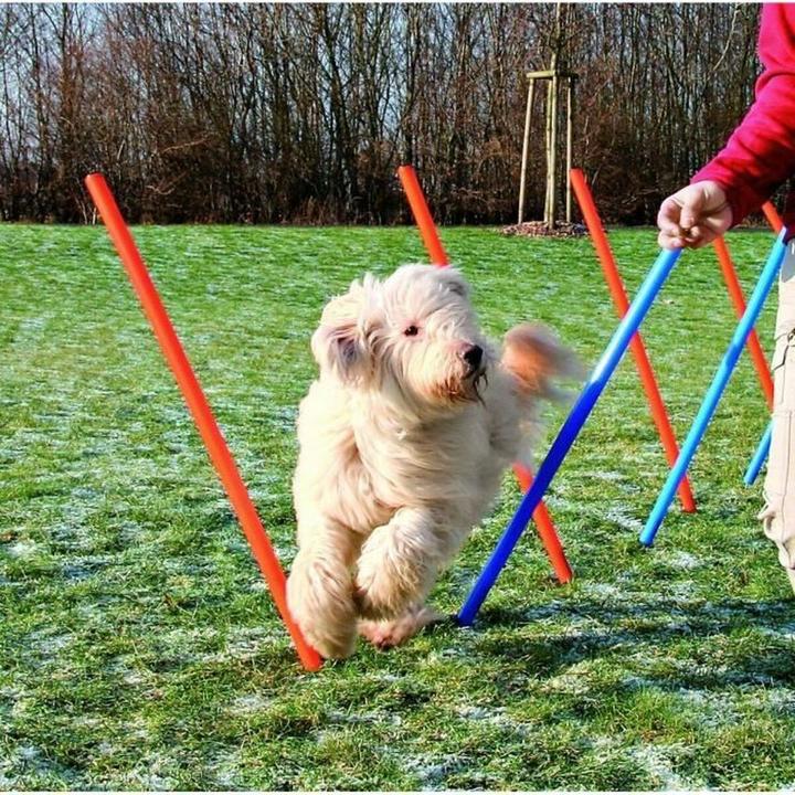 Produktbild Trixie Fun Agility Slalom (Agility)