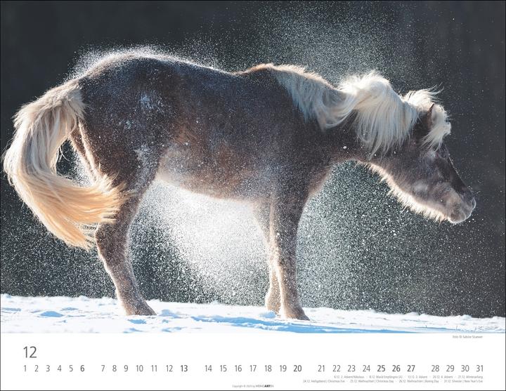 Produktbild Islandpferde Kalender 2026 (44 x 34 cm)