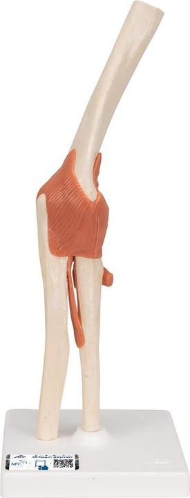 Immagine prodotto 3B Scientific Ellenbogengelenk-Funktionsmodell