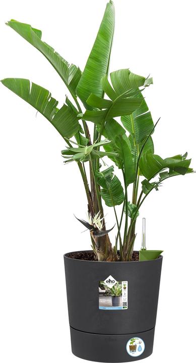 Image du produit Elho Bol à fleurs (35 cm)