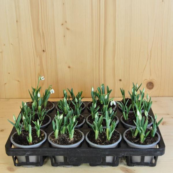 Immagine prodotto Säntispracht Set di 6 giacinti d'uva - Muscari armeniacum Big Smile Blue (15 cm)