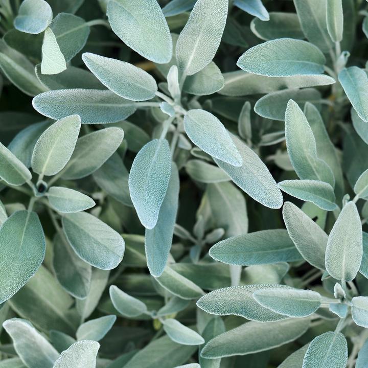 Actual product image Rausch Silver Shine Shampoo Sage (n) 40 ml (40 ml, Silver shampoo)