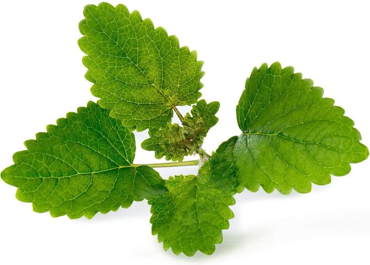 Produktbild Véritable Lingot Lemon Balm (Kräutersamen)