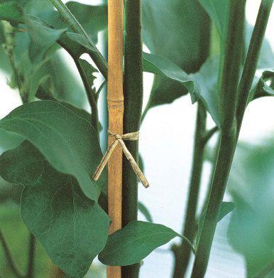 Image du produit Verdemax Supports de plantes (0.80 cm, 0.80 cm)