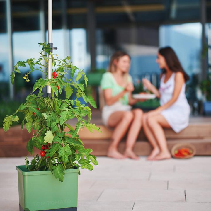 Produktbild Gusta Garden Tom Tomato (34.70 x 27.70 x 135.40 cm)