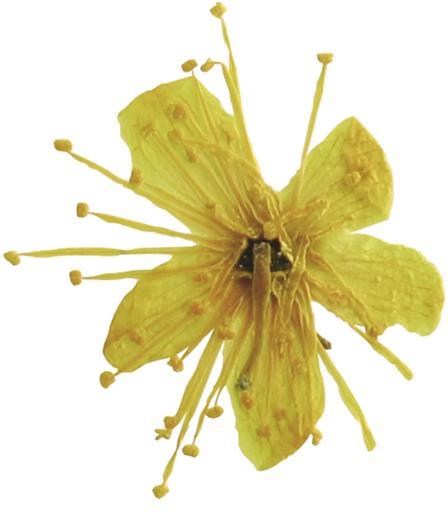 You Nails Real dried flowers Cherry (Nail decoration)
