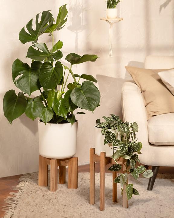 Actual product image feey Large Monstera (75 cm, Freshly repotted)