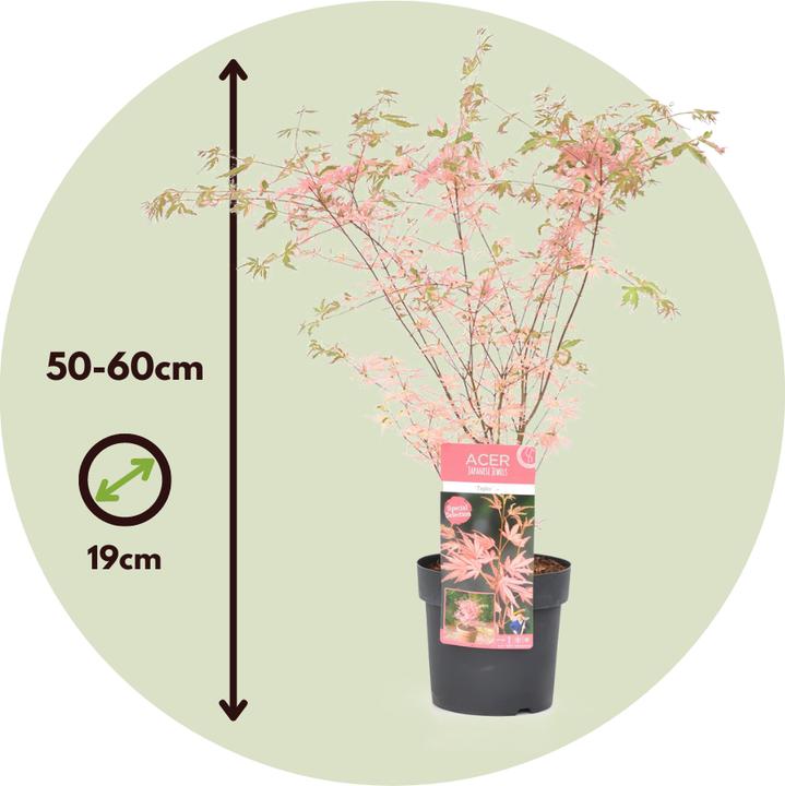 Immagine prodotto Plant in a Box Acer Palmatum 'Taylor' - 2er Set Ahornbäume (50 cm)