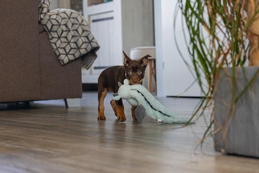 Produktbild Beeztees Puppy Flatino Drache Yi (Plüschspielzeug Hund)