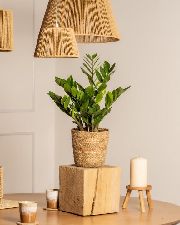 Image du produit feey Glücksfeder (35 cm, Fraîchement rempotés)