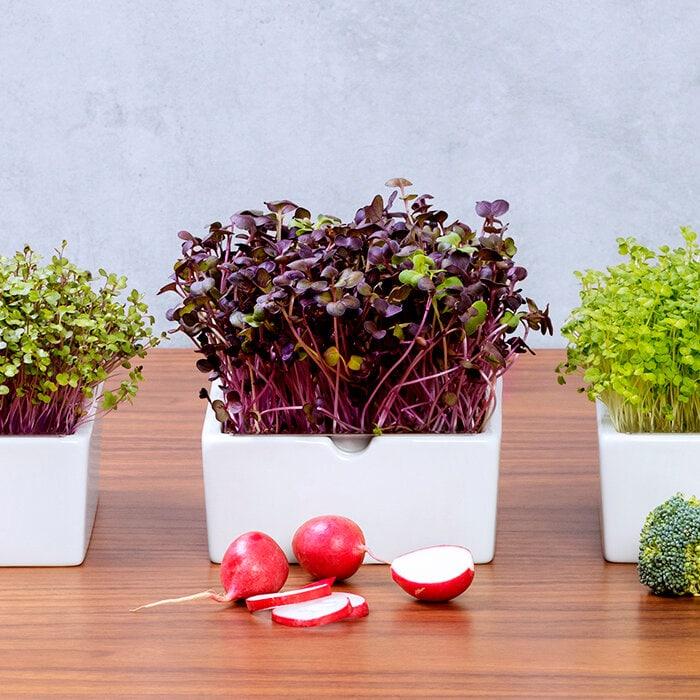 Produktbild Heimgart Radieschen Rambo (Keimlinge)