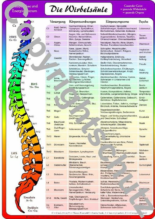 Produktbild Wirbelsäulenzonen Lehrkarte A3 (Deutsch, Tanja Aeckersberg, 2004)