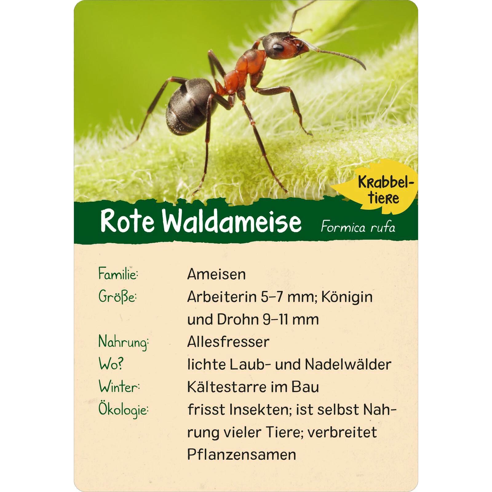 Thumbnail - Naturforscher-Kids – Wald, Kinderbücher von Eva Wagner