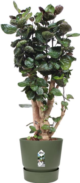 Produktbild Elho Topf rund ø 55 cm (55 cm)