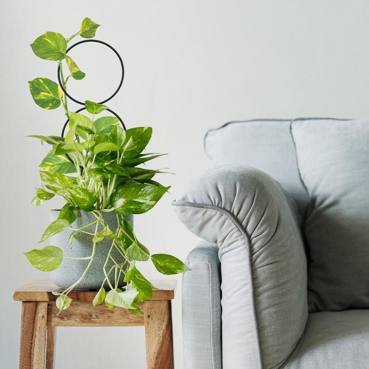 Immagine prodotto Relaxdays Tralicci (0.50 cm, 10.50 cm)