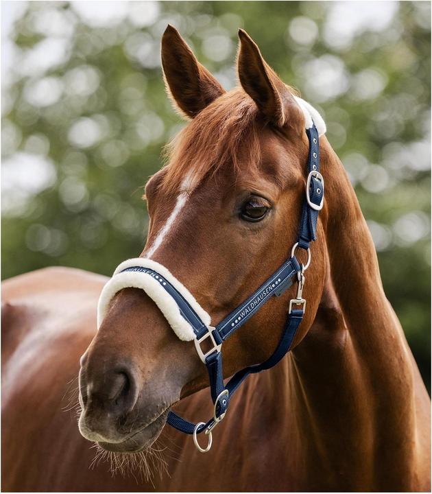 Produktbild Waldhausen Halfter Elegant