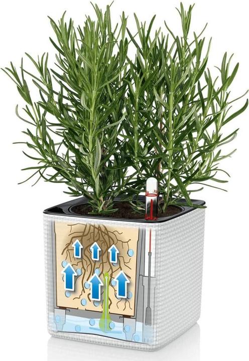 Image du produit Lechuza Couleur du cube (14 x 14 x 13.50 cm)