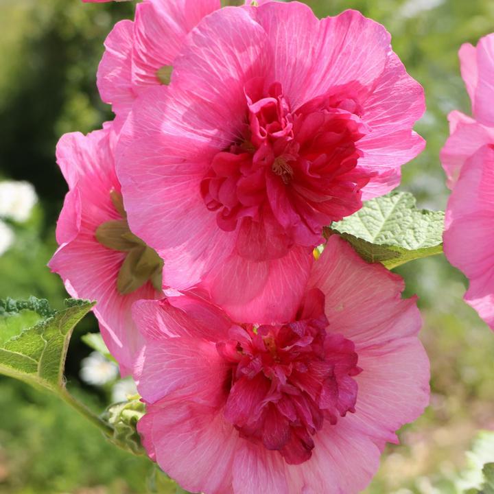 Immagine prodotto Plant in a Box Alcea rosea 'Spring celebrities' Rosso cremisi, limone, viola - miscela di 3 esemplari (25 cm)