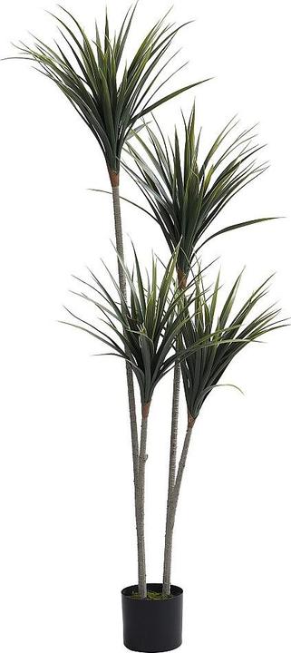 Immagine prodotto Ozaia Lya (150 cm)