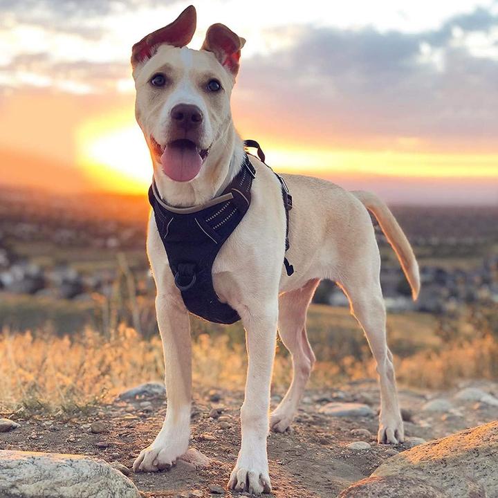 Actual product image Rabbitgoo No-pull dog harness (L, Dog, General)