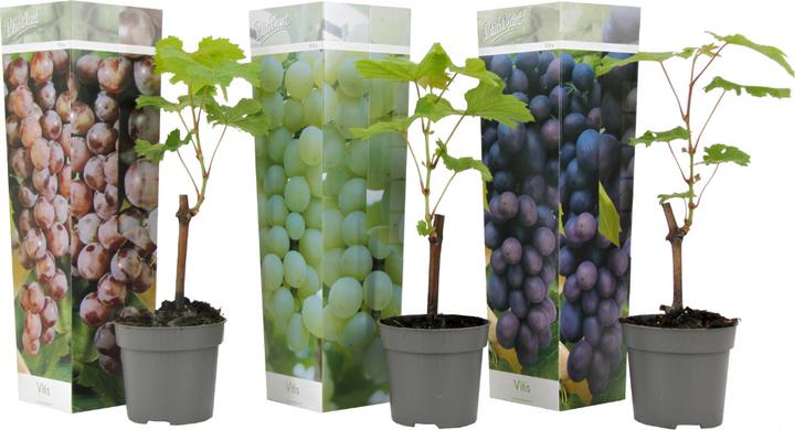 Produktbild Plant in a Box Vitis vinifera 'Cabernet franc', 'pinot gris', 'Chardonnay' (25 cm)