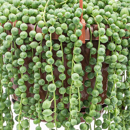 Actual product image Kakteen Gautschi Senecio rowleyanus (40 cm)