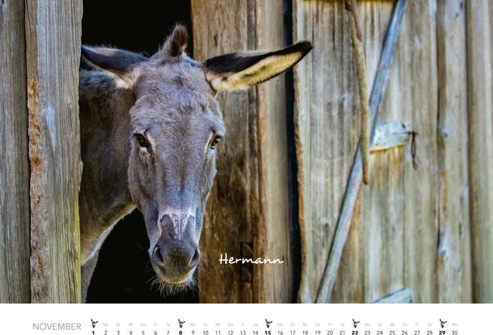 Produktbild Esel Kalender 2026 (47,5 x 33 cm)