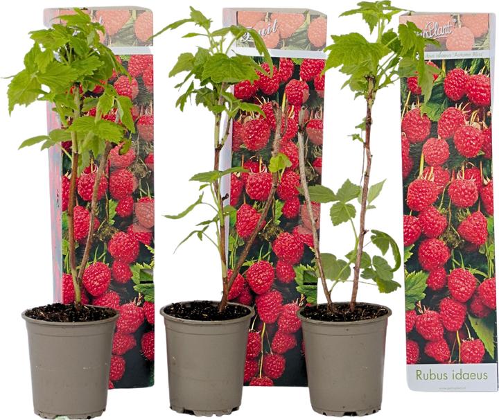 Plant in a Box Rubus ideaus 'Autumn Bliss' - 3er Set Himbeerpflanzen (25 cm)
