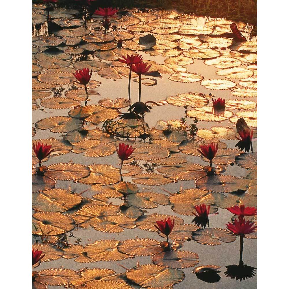 Tushita, Brunnen + Gartenteich, Lotus Pond