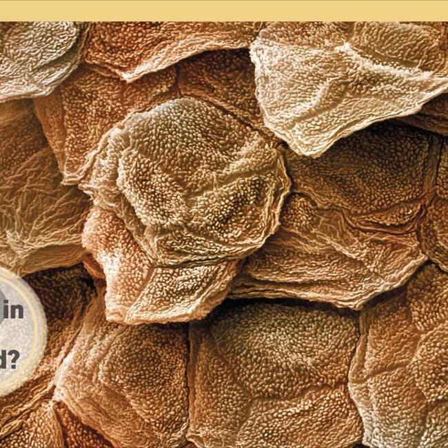 Produktbild It Can't Be True! Human Body! (Englisch, 2021)
