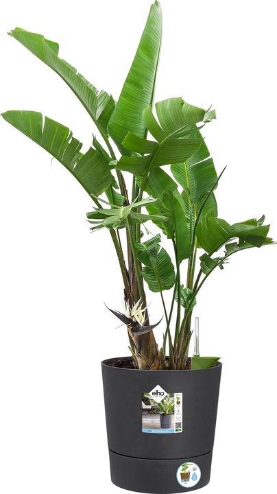 Produktbild Elho Blumenschale (30 cm)