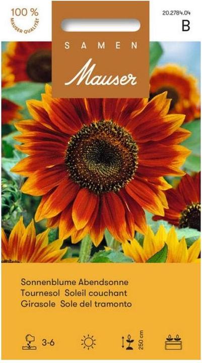 Samen Mauser Tournesol Soleil du soir (Graines de plantes)