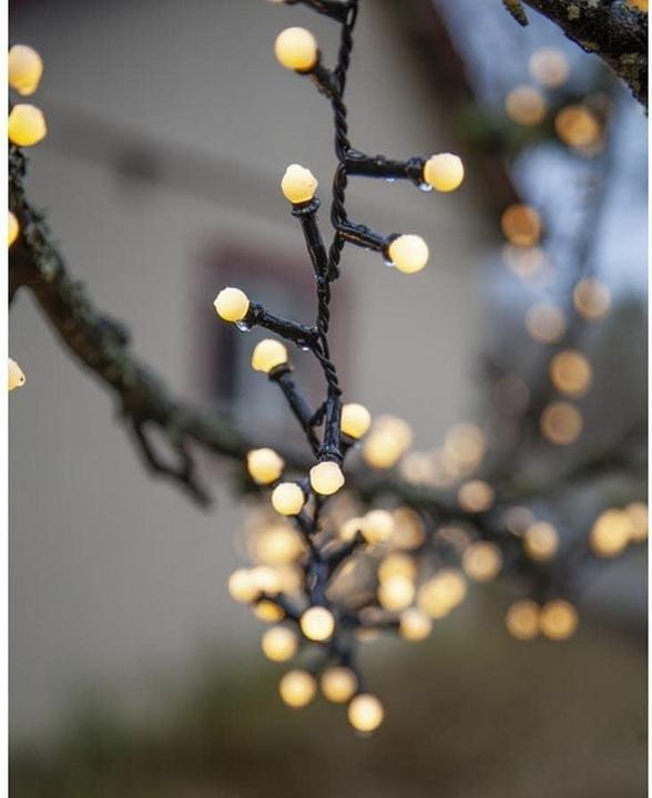 Actual product image Star Trading Berry Mini (6 m)