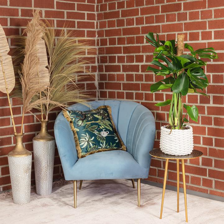 Immagine prodotto Flowerbox Foglia di finestra su bastoncino di muschio - Monstera deliciosa (80 cm)