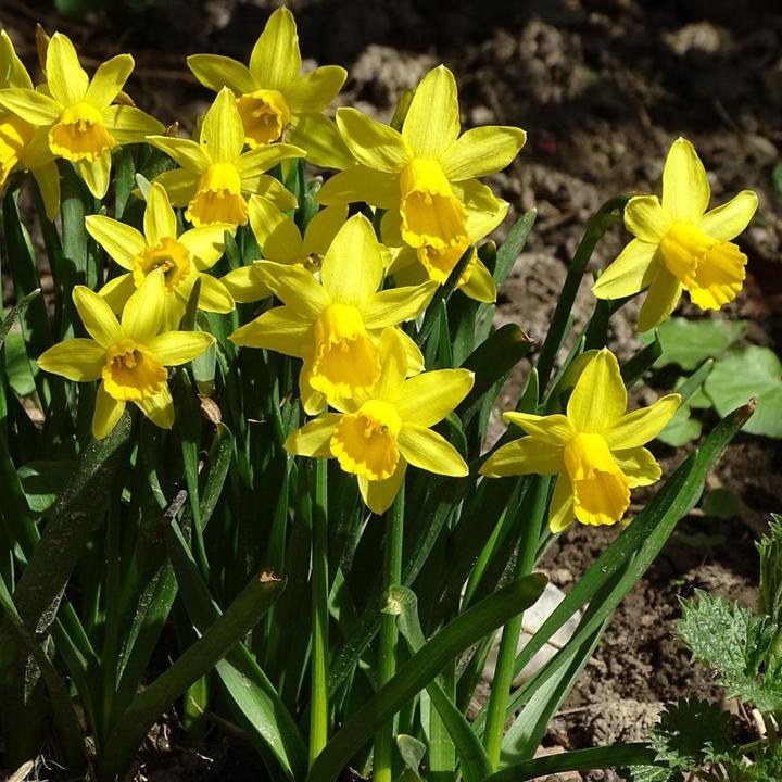 Produktbild Plant in a Box Narcissus Tête-à-Tête - 30er-Set Narzissenzwiebeln (10 cm)