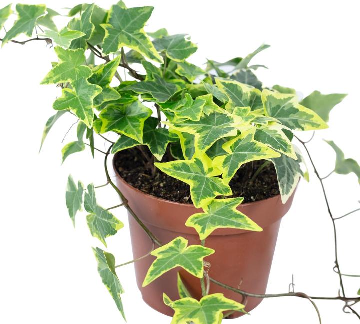 Produktbild Flowerbox Gemeiner Efeu- Hedera helix (15 cm)