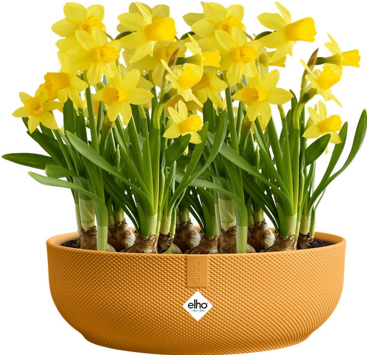 Produktbild Elho Jazz Bowl (28 x 9 cm)