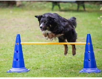 Produktbild Procyon Agility Pylon (One Size)