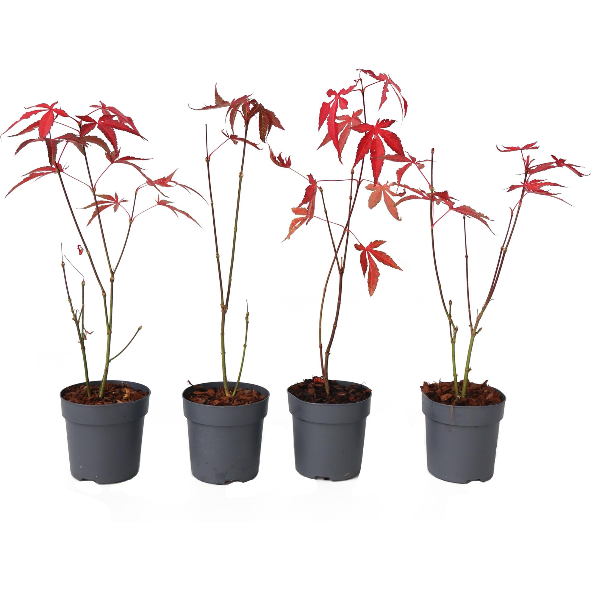 Plant in a Box, Pflanzen, Acer palmatum 'Atropurpureum' - Ahorn Baum (25 cm)