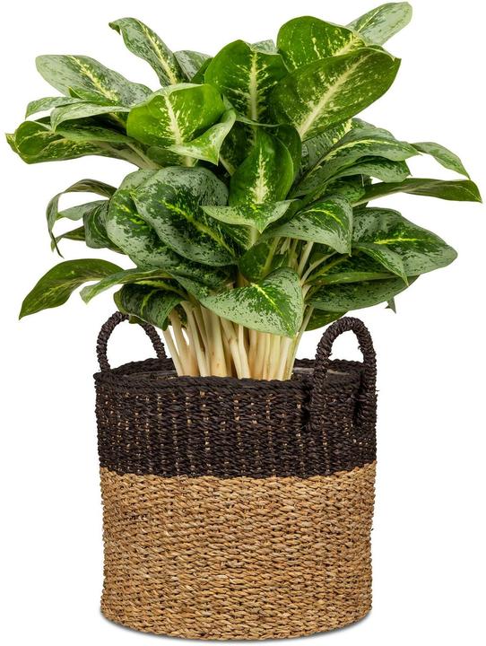 Produktbild Scheurich Seagrass 27 (27 x 24 cm)