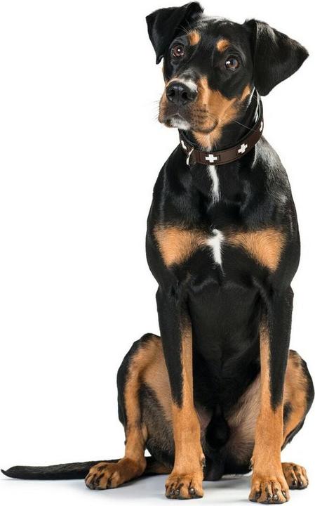 Actual product image Hunter Collar Swiss genuine leather (Dog, Walks)