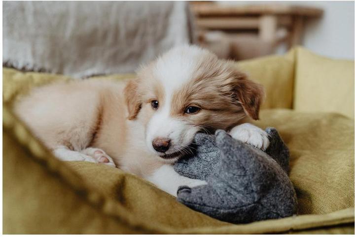 Immagine prodotto Hunter Cane giocattolo Eiby Elefante (Cane di peluche)