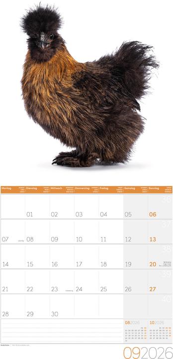 Produktbild Verrückte Hühner Kalender 2026 - 30x30 (30 x 30 cm, Harter Einband, Englisch, Französisch, Deutsch, Italienisch)